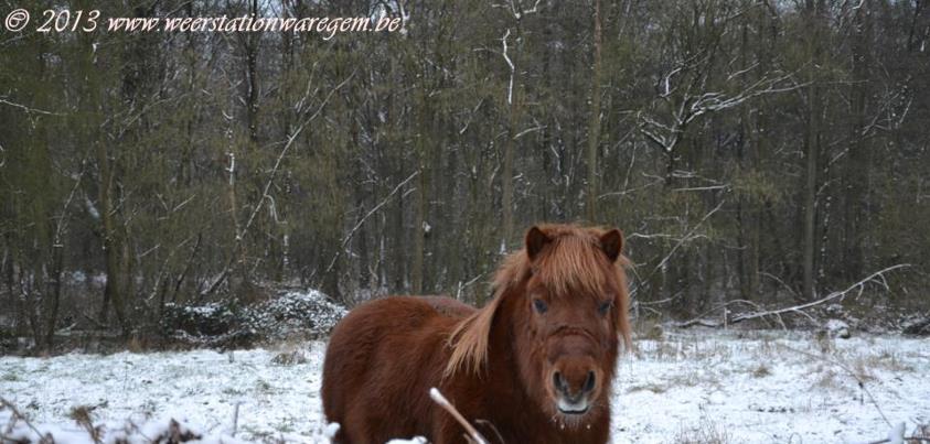 pony in de sneeuw