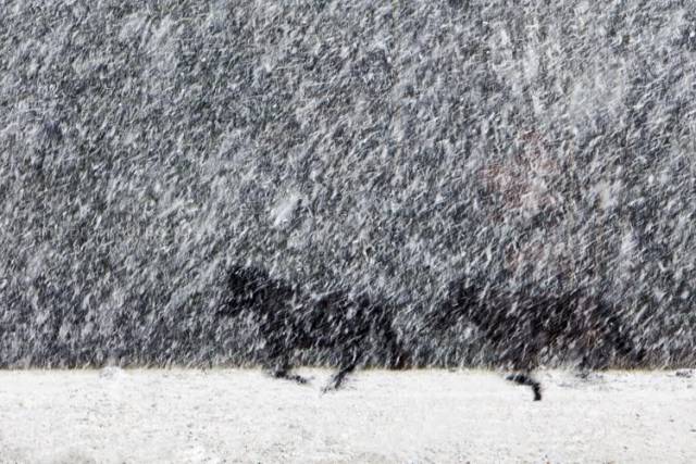 hollende paarden in een sneeuwbui