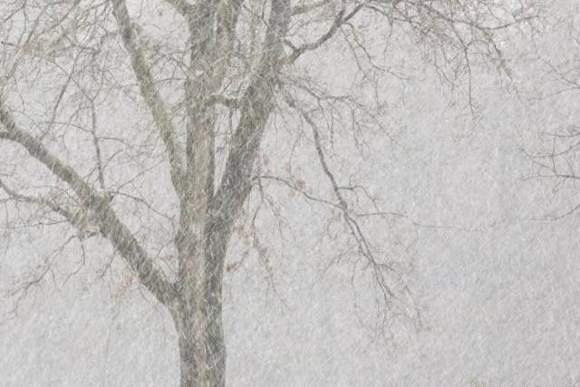 een boom gezien tijdens een sneeuwbui