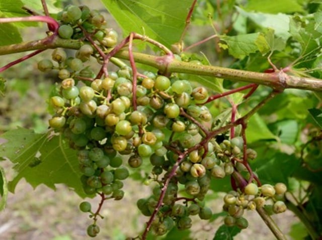 Hagelschade druiven