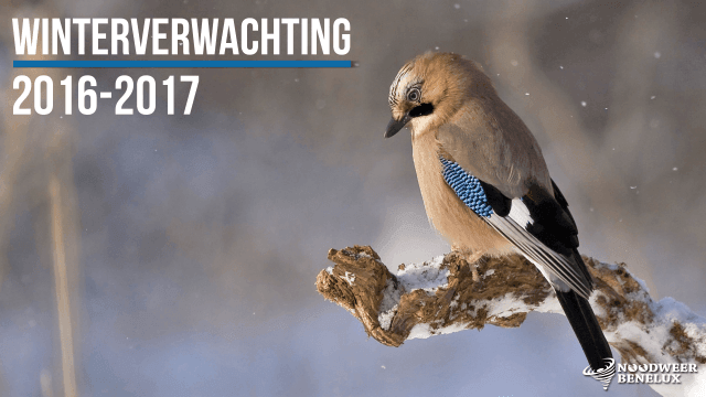winterverwachting-2016-2017-benelux