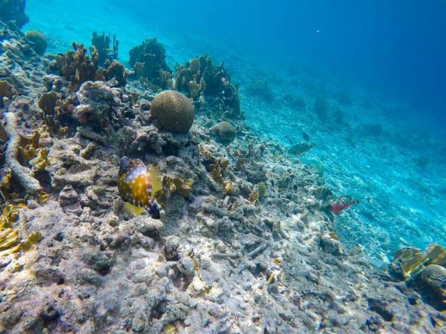 koraalrif-beschadigd