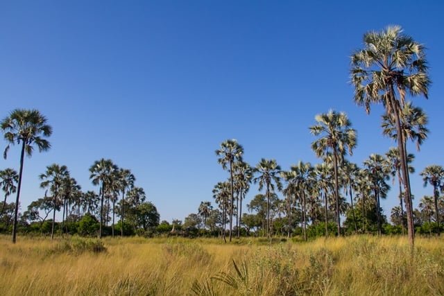 Palmbomen op door termieten gevormde eilanden