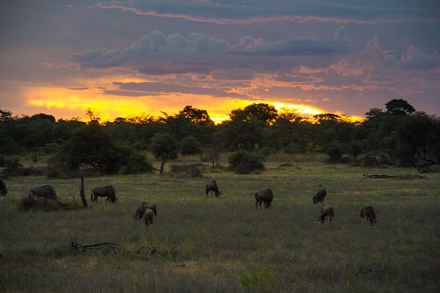 Zonsondergang boven de savanne