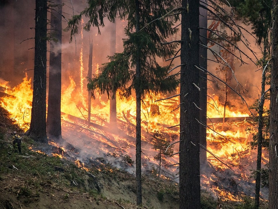 In Portugal kwamen ook bosbranden voor door de hitte.