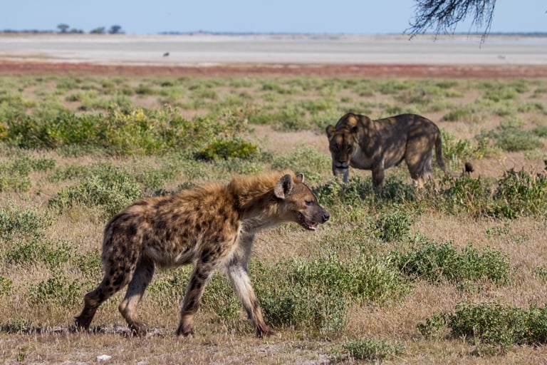 Hyena versus leeuw