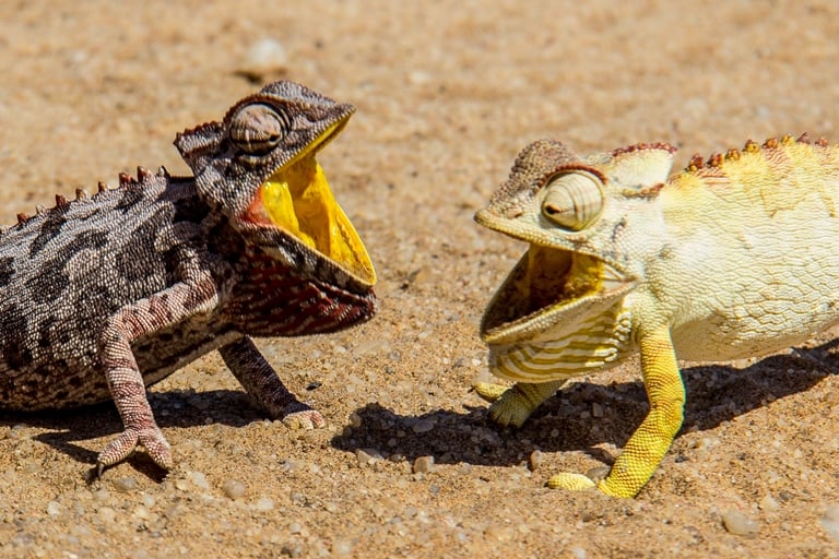 Kameleons in de woestijn