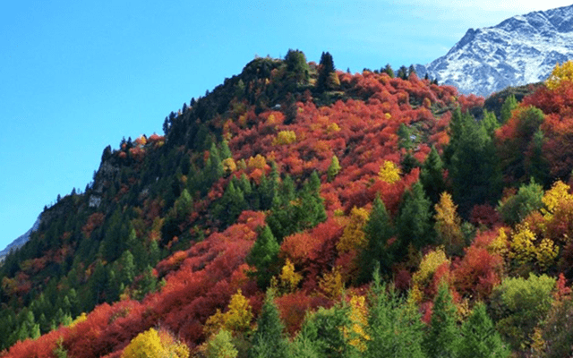 nazomerse herfstkleuren in alpen